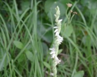 spiranthes 1.jpg